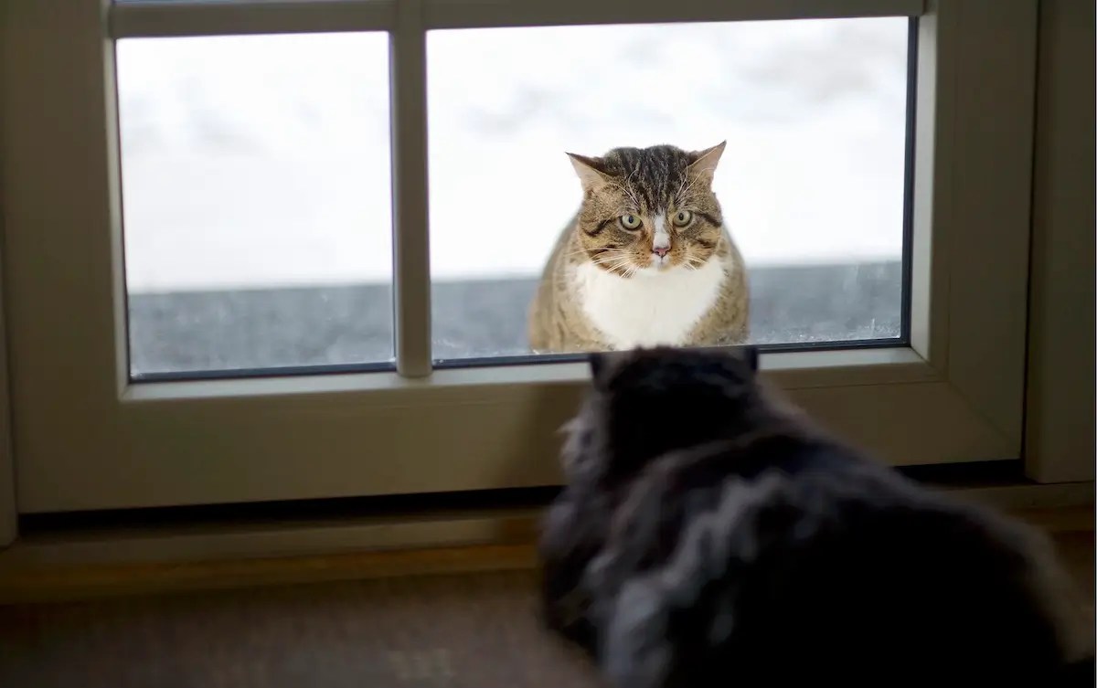 Excessive Meowing and Yowling Why Is My Cat So Vocal?